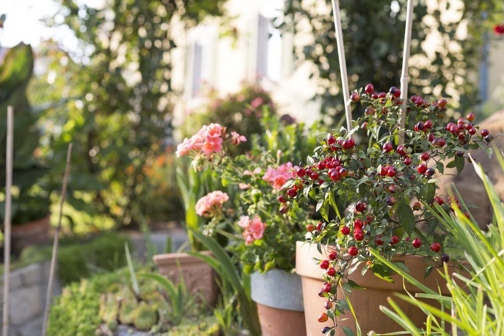 Bauernhof Zoller Farm stay Hartmannsdorf
